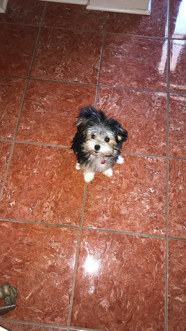 Hunni is registered to the contest to win money with this photo: bolonka, canidae, carnivore, cavachon, chinese_imperial_dog, dog, dog_breed, havanese, kyi_leo, lhasa_apso, lowchen, maltepoo, maltese, mammal, morkie, puppy, shih_tzu, toy_dog, vertebrate, yorkshire_terrier