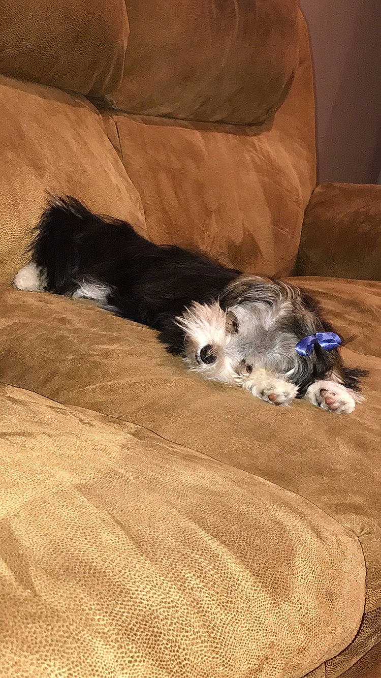 Hunni is registered to the contest to win money with this photo: canidae, carnivore, dog, dog_breed, mammal, morkie, puppy, sporting_group, tibetan_terrier
