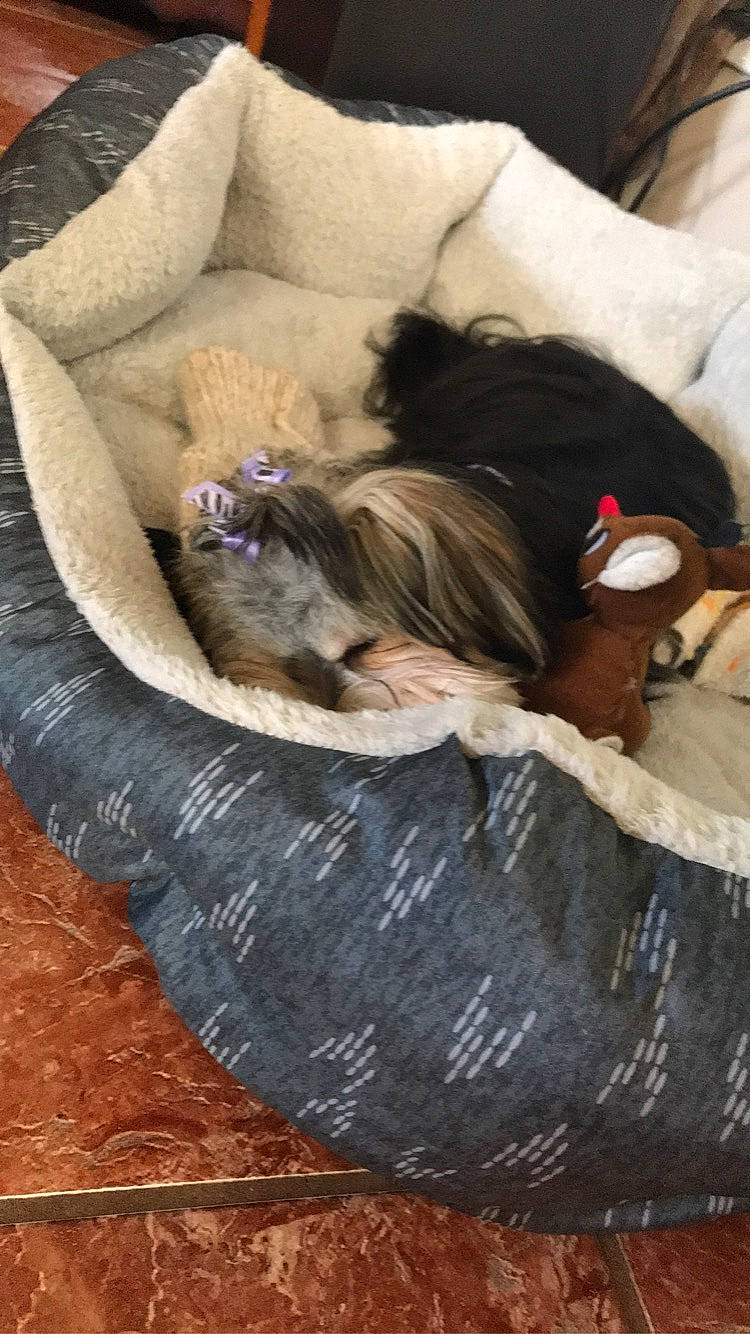 Hunni joined the competition — help win amazing prizes! canidae, carnivore, comfort, companion_dog, dog_breed, furniture, nap, puppy, shih_tzu, sleep, toy_dog
