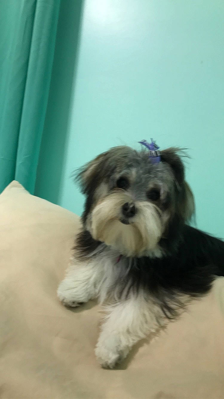 Hunny joined the competition — help win amazing prizes! biewer_terrier, canidae, carnivore, chinese_imperial_dog, companion_dog, dog, dog_breed, kyi_leo, lhasa_apso, lowchen, maltepoo, maltese, mammal, morkie, puppy, shih_tzu, snout, toy_dog, vertebrate, yorkshire_terrier