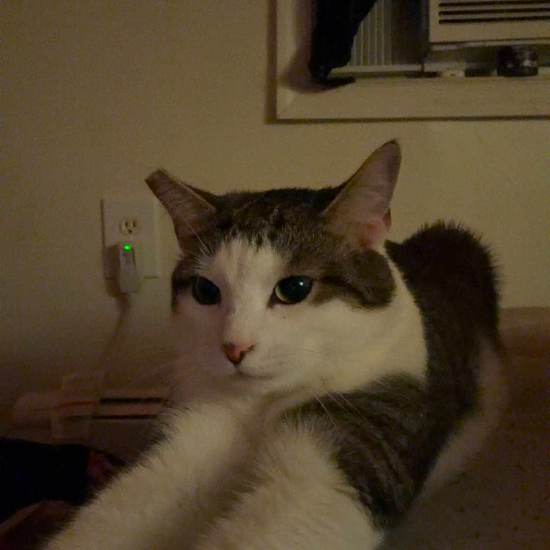 Miso joined the competition — help win amazing prizes! cat, stretching, indoor, carpet, feline, animal, pet, white_and_gray, ears, whiskers, face, front_legs, relaxed, looking_at_camera, home, air_conditioner, window, wall_outlet, dim_light, quiet