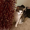 cat, curious, indoor, carpet, decoration, red, gold, festive, pet, animal, feline, white, gray, striped, domestic, cozy, clothing, background, sitting, playful