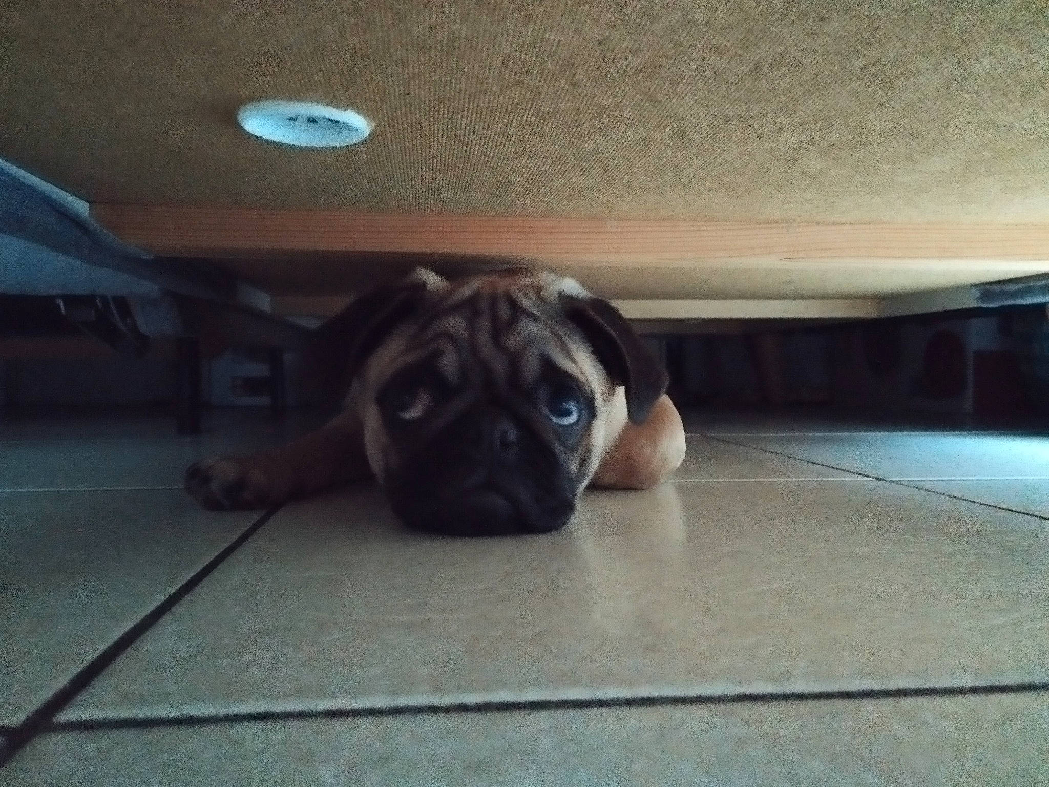 Mushu participe au concours pour gagner de l'argent avec cette photo : automotive_tire, canidae, carnivore, comfort, companion_dog, dog, dog_breed, fawn, floor, flooring, hardwood, lighting, plant, pug, snout, sporting_group, tints_and_shades, toy_dog, wood, wrinkle
