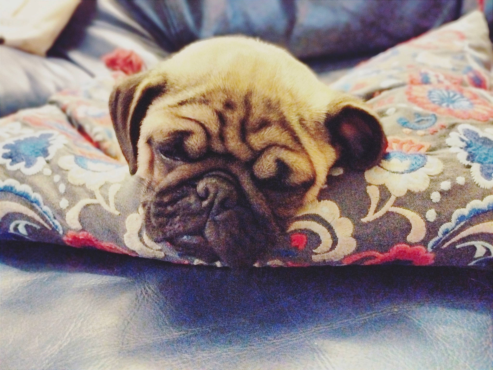 Mushu participe au concours pour gagner de l'argent avec cette photo : bedding, bored, carnivore, comfort, companion_dog, dog, dog_breed, fawn, flooring, fur, linens, pug, snout, sporting_group, terrestrial_animal, toy_dog, whiskers, wood, working_animal, wrinkle