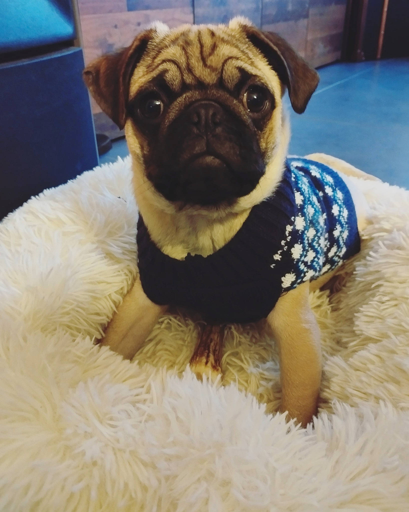 Mushu participe au concours pour gagner de l'argent avec cette photo : ancient_dog_breeds, canidae, carnivore, chair, companion_dog, dog, dog_breed, dog_supply, electric_blue, fawn, fur, pug, snout, sporting_group, terrestrial_animal, toy_dog, water, whiskers, working_animal, wrinkle