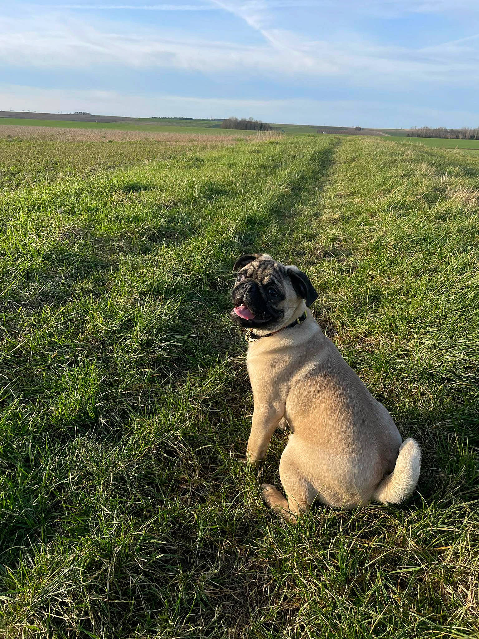 Mushu a rejoint le concours — aidez-le/la à gagner de superbes lots ! carnivore, cloud, companion_dog, dog, dog_breed, fawn, grass, grassland, horizon, landscape, meadow, pasture, plant, prairie, pug, sky, snout, sporting_group, tree, working_animal