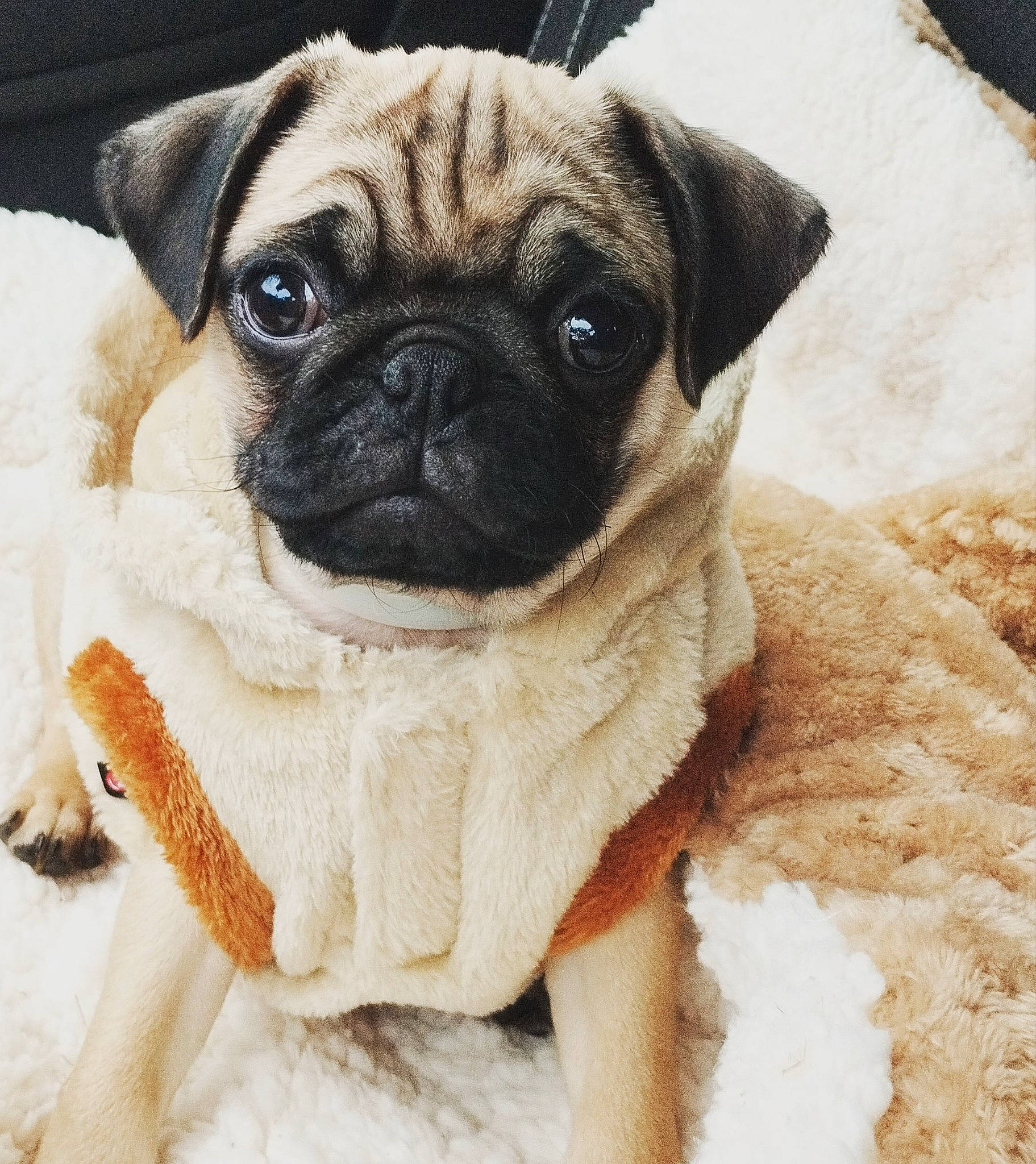 Mushu