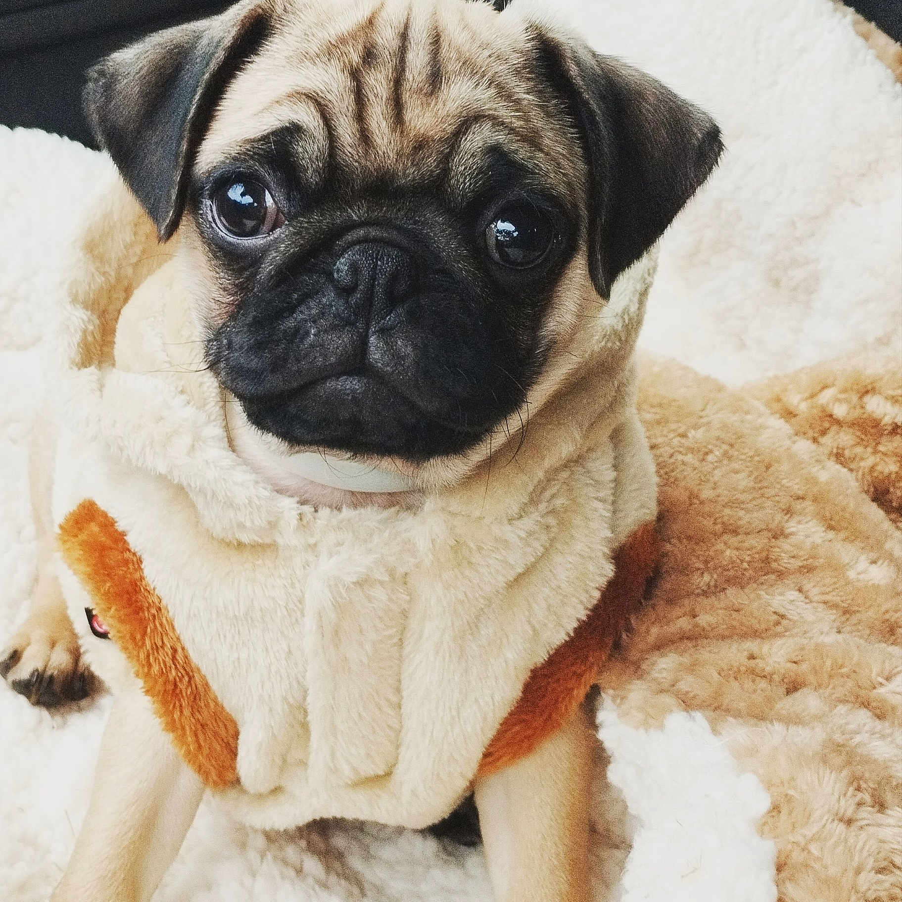 Mushu