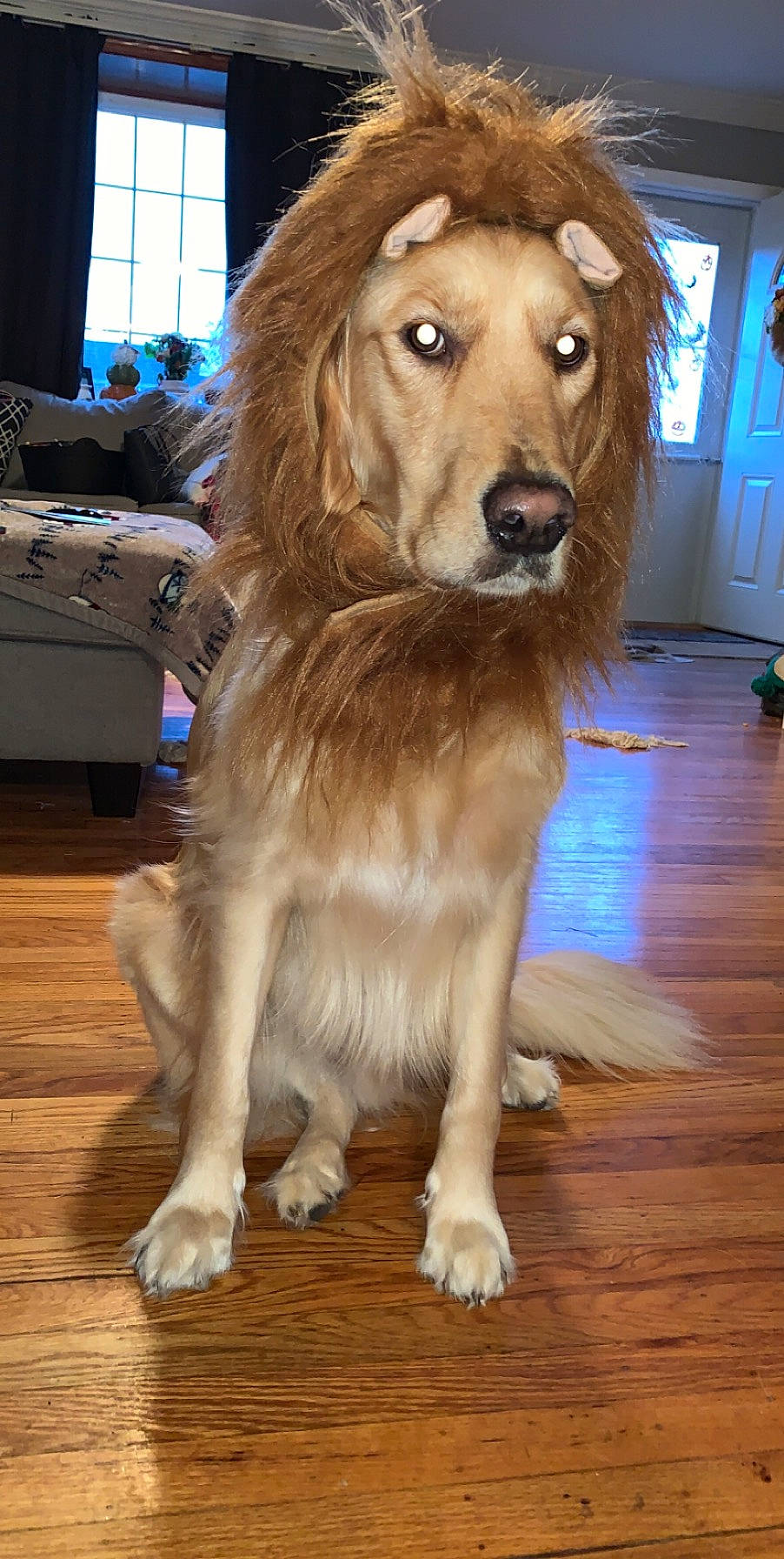 Cooper is registered to the contest to win money with this photo: brown, carnivore, dog, dog_breed, fawn, floor, flooring, fur, hardwood, laminate_flooring, liver, snout, sporting_group, tan, varnish, vertebrate, wood, wood_flooring, wood_stain, working_animal