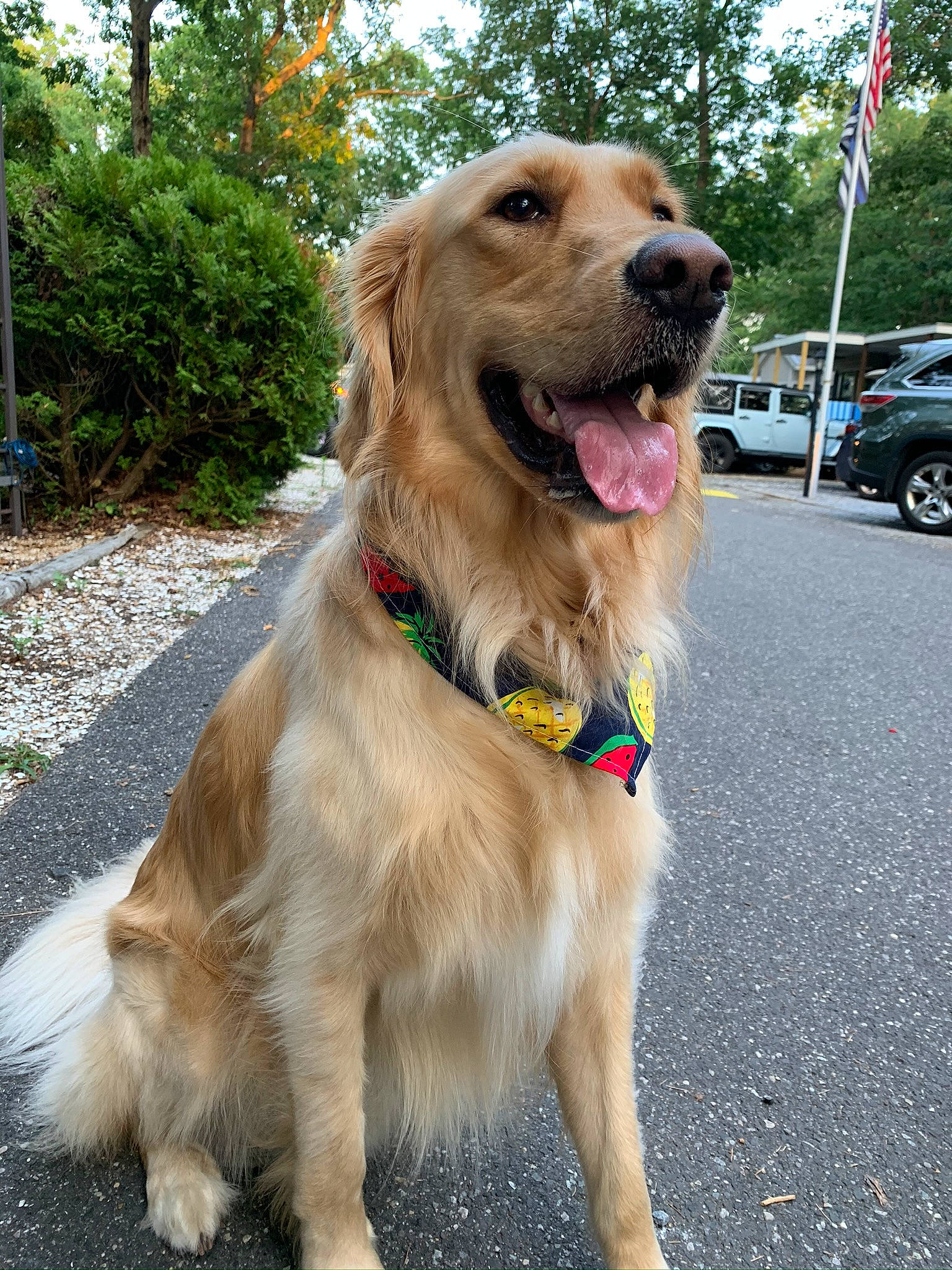Cooper is registered to the contest to win money with this photo: alloy_wheel, asphalt, canidae, carnivore, collar, companion_dog, dog, dog_breed, dog_collar, fawn, fur, leash, pet_supply, retriever, road_surface, snout, sporting_group, tongue, tooth, working_animal