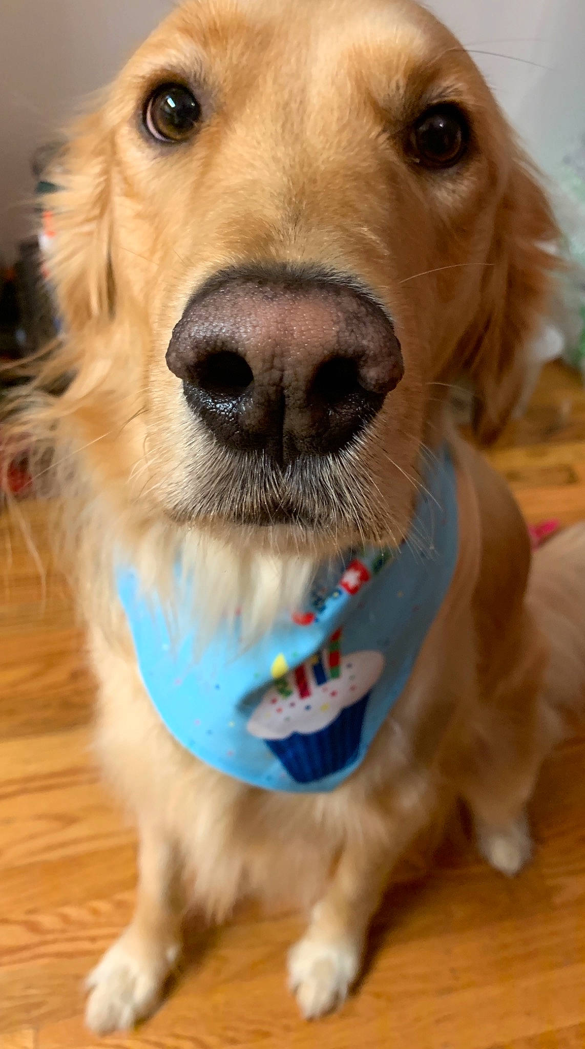 Cooper is registered to the contest to win money with this photo: brown, carnivore, collar, dog, dog_breed, dog_supply, fawn, floor, flooring, hardwood, liver, mammal, pet_supply, snout, sporting_group, tan, vertebrate, whiskers, wood_flooring, working_animal