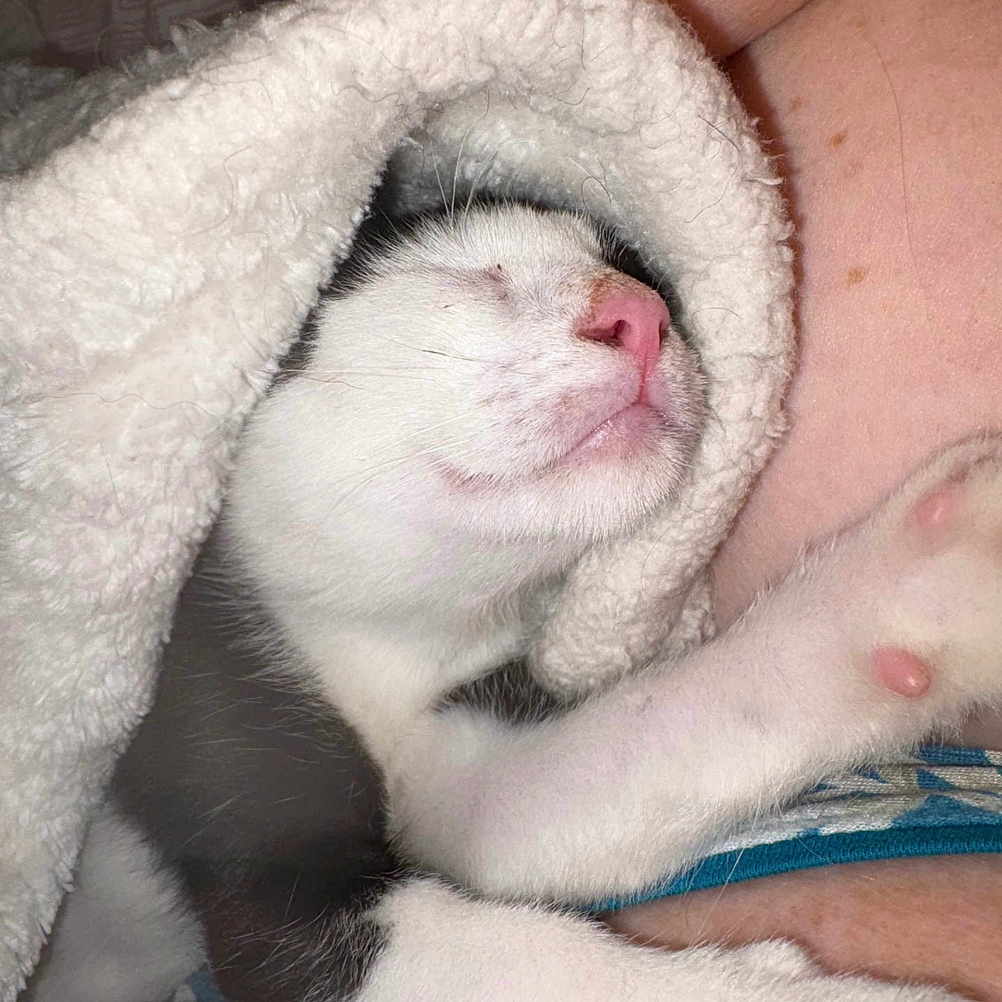 Roadie is registered to the contest to win money with this photo: cat, sleeping, blanket, cozy, paw, pink_nose, white_fur, black_fur, human_skin, resting, closeup, snuggling, comfort, indoor, pet, cute, animal, fur, relaxing, warm