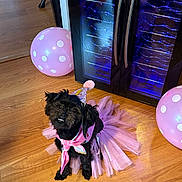 Lyla joined the competition — help win amazing prizes! dog, black_dog, tutu, party_hat, pink, balloon, polka_dot, wooden_floor, celebration, pet, costume, indoor, cute, small_dog, flooring, festive, animal, adorable, sitting, party