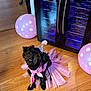 dog, black_dog, tutu, party_hat, pink, balloon, polka_dot, wooden_floor, celebration, pet, costume, indoor, cute, small_dog, flooring, festive, animal, adorable, sitting, party