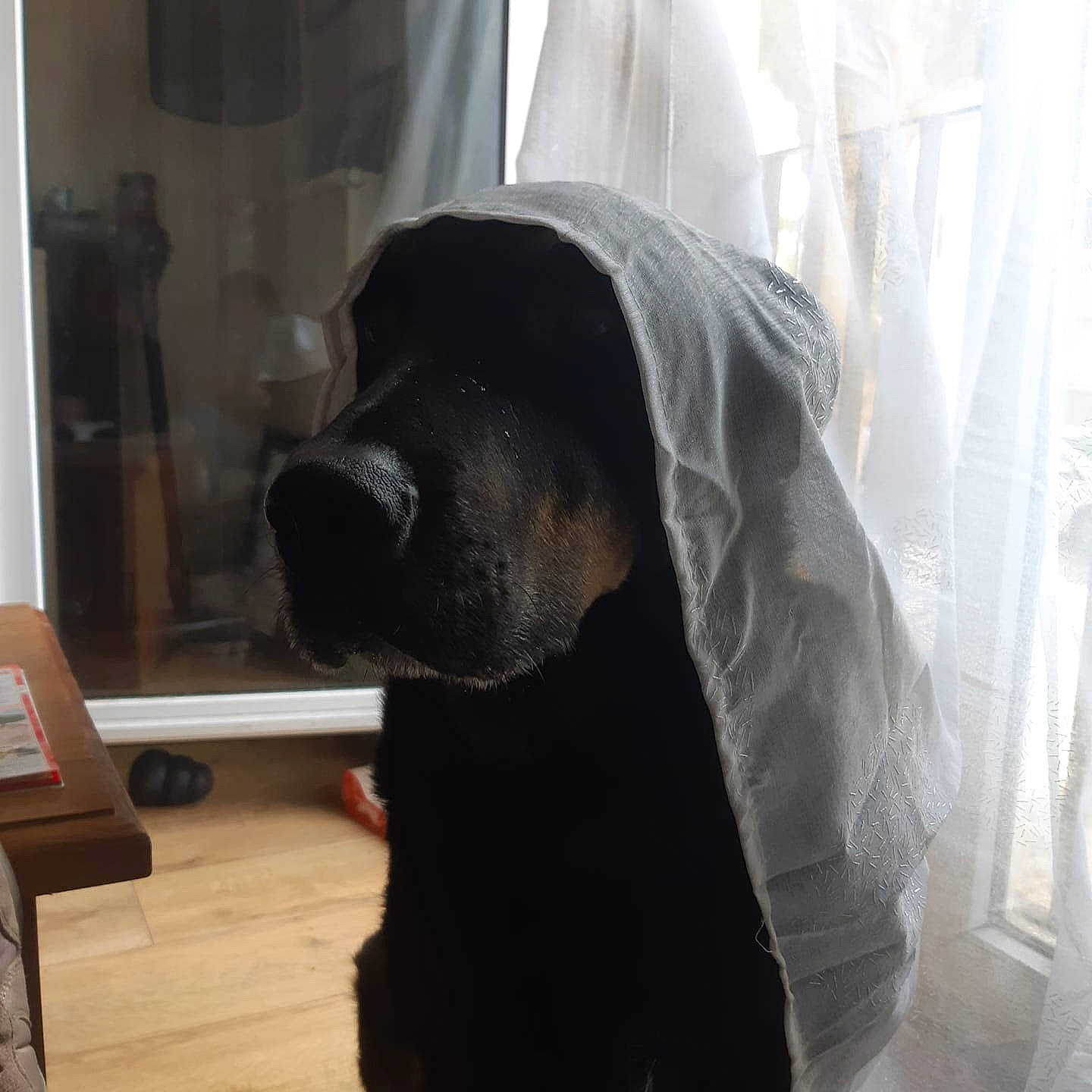 Friska participe au concours pour gagner de l'argent avec cette photo : box, canidae, carnivore, companion_dog, dog, dog_breed, dog_supply, fur, hardwood, laminate_flooring, pet_supply, plywood, shipping_box, snout, sporting_group, terrestrial_animal, wood_flooring, wood_stain, working_animal, working_dog