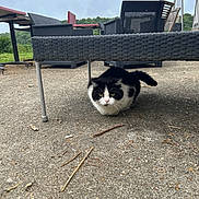 Bidou participe au concours pour gagner de l'argent avec cette photo : cat, black_and_white, outdoor, concrete, bench, wicker_furniture, animal, pet, crouching, feline, nature, sky, cloudy, grass, yard, relaxing, daytime, quiet, furniture, tail