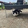 cat, black_and_white, outdoor, concrete, bench, wicker_furniture, animal, pet, crouching, feline, nature, sky, cloudy, grass, yard, relaxing, daytime, quiet, furniture, tail