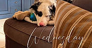 Alfa participe au concours pour gagner de l'argent avec cette photo : dog, sleeping, indoor, couch, toy, pillow, blanket, lamp, cabinet, decor, wooden_furniture, home_interior, floor, door, wall, striped, relaxing, pet, cozy, living_room