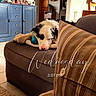 dog, sleeping, indoor, couch, toy, pillow, blanket, lamp, cabinet, decor, wooden_furniture, home_interior, floor, door, wall, striped, relaxing, pet, cozy, living_room