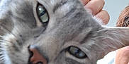 Snoopy participe au concours pour gagner de l'argent avec cette photo : cat, gray_tabby, close_up, pet, indoor, person, hand, tank_top, curious, whiskers, green_eyes, fur, domestic_animal, face, portrait, home, companion, animal, friendly, cute