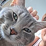 cat, gray_tabby, close_up, pet, indoor, person, hand, tank_top, curious, whiskers, green_eyes, fur, domestic_animal, face, portrait, home, companion, animal, friendly, cute