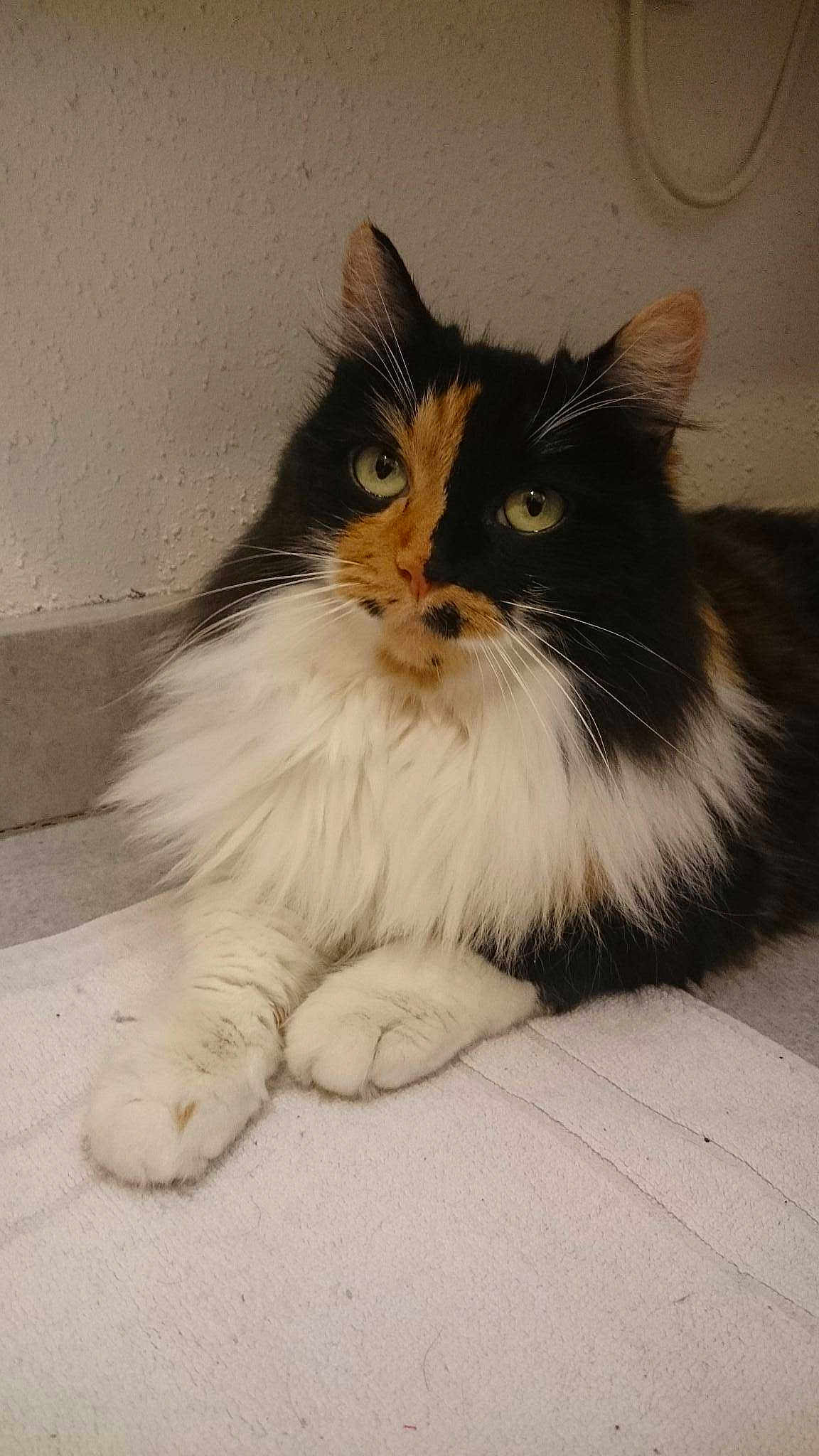 Nash