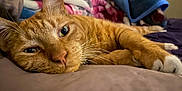 Sage joined the competition — help win amazing prizes! cat, ginger_cat, close_up, relaxed, lying_down, whiskers, paw, blanket, soft_surface, indoor, pet, feline, sleepy, cozy, fur, domestic_animal, resting, warm_colors, cute, animal