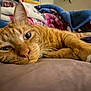 cat, ginger_cat, close_up, relaxed, lying_down, whiskers, paw, blanket, soft_surface, indoor, pet, feline, sleepy, cozy, fur, domestic_animal, resting, warm_colors, cute, animal