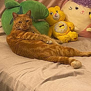 Sage joined the competition — help win amazing prizes! cat, orange_tabby, bed, plush_toy, green_pillow, yellow_bear, stuffed_animal, purple_pillow, relaxed, indoor, feline, pet, cozy, soft_toys, fabric, resting, looking_at_camera, home, cute, animal