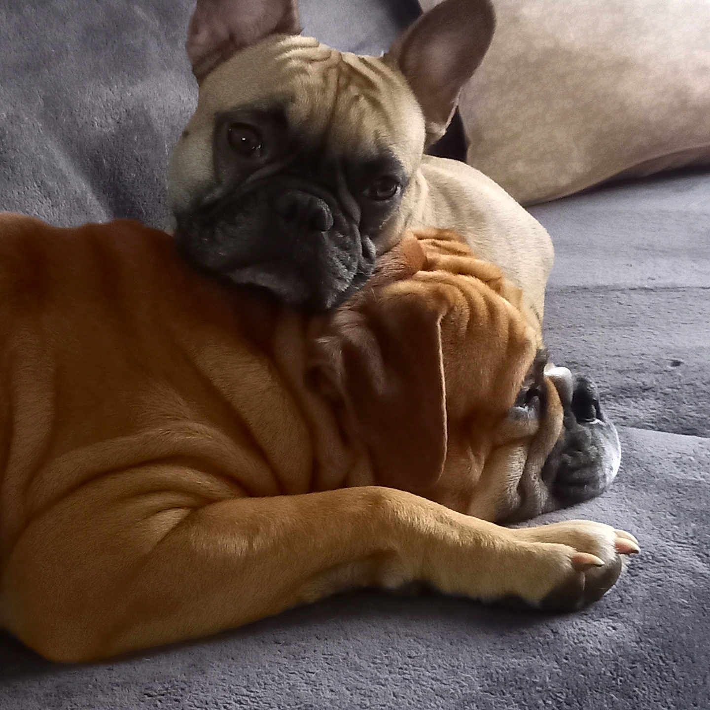 Taz Et Sylas participe au concours pour gagner de l'argent avec cette photo : animal, boxer, bulldog, canine, dog, frenchbulldog, person, pet, pitbull, pug, puppy, sleeping