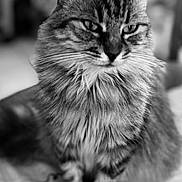 Corona a rejoint le concours — aidez-le/la à gagner de superbes lots ! cat, fluffy, sitting, portrait, black_and_white, feline, whiskers, fur, indoor, closeup, animal, pet, tabby, blurred_background, texture, calm, domestic, cute, furry, face
