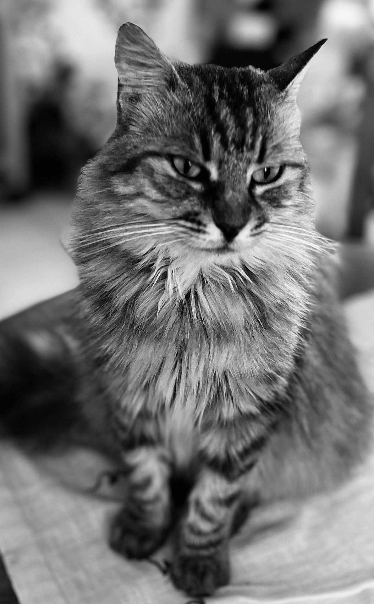 Corona a rejoint le concours — aidez-le/la à gagner de superbes lots ! cat, fluffy, sitting, portrait, black_and_white, feline, whiskers, fur, indoor, closeup, animal, pet, tabby, blurred_background, texture, calm, domestic, cute, furry, face