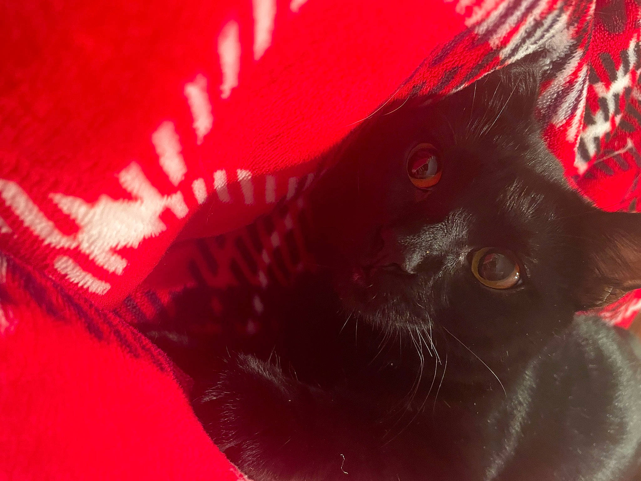 Lia is registered to the contest to win money with this photo: carmine, close_up, coquelicot, fashion_accessory, felidae, flesh, flowering_plant, fur, macro_photography, magenta, organism, pattern, peach, petal, pink, plant, small_to_medium_sized_cats, tree, whiskers, window