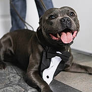 Thor participe au concours pour gagner de l'argent avec cette photo : dog, tuxedo, pet, animal, black_dog, tongue_out, happy, indoor, floor, tile, laying_down, cute, portrait, smiling, domestic_animal, canine, costume, bow_tie, leash, celebration