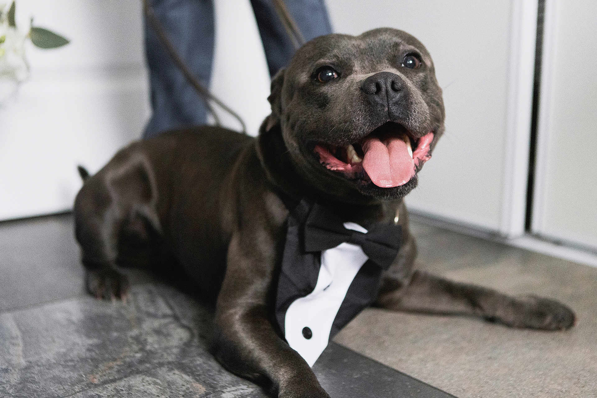 Thor participe au concours pour gagner de l'argent avec cette photo : dog, tuxedo, pet, animal, black_dog, tongue_out, happy, indoor, floor, tile, laying_down, cute, portrait, smiling, domestic_animal, canine, costume, bow_tie, leash, celebration