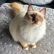 Vanya a rejoint le concours — aidez-le/la à gagner de superbes lots ! cat, blue_eyes, fluffy, cream_color, whiskers, ears, tail, paws, blanket, star_pattern, indoor, pet, feline, curious, sitting, closeup, soft, cute, animal, portrait
