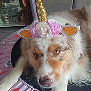 Phoebe participe au concours pour gagner de l'argent avec cette photo : animal, brown_and_white, closeup, costume, cute, dog, ears, expression, face, flowers, fur, golden_horn, headband, indoors, lying_down, mat, nosed, pet, unicorn, whiskers