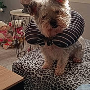 Bowy participe au concours pour gagner de l'argent avec cette photo : blanket, cozy, curious, cute, decorations, dog, ears, floor, fur, furniture, holiday, indoor, leopard_print, neck_pillow, pet, sitting, small_dog, striped, table, window