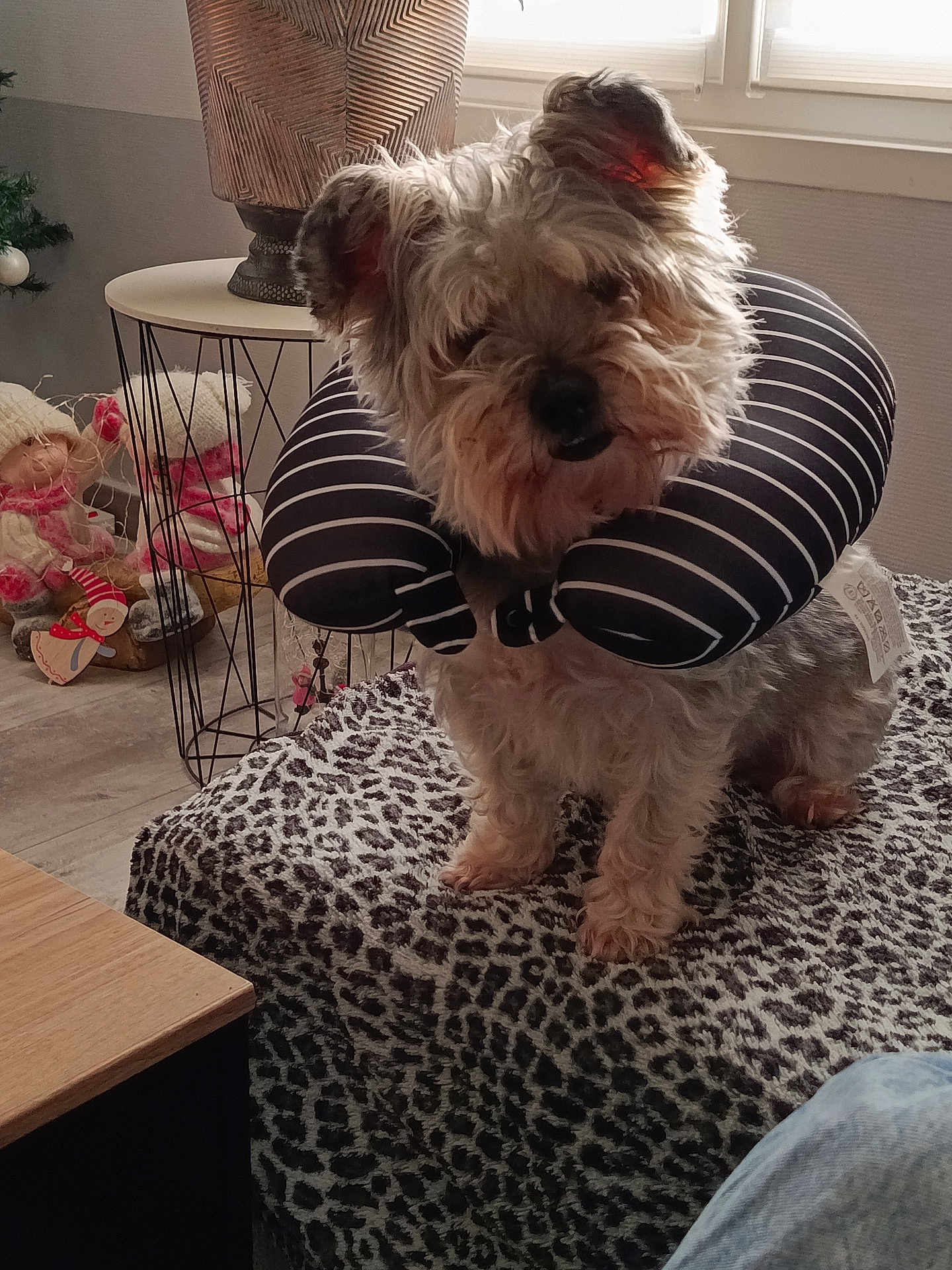 Bowy participe au concours pour gagner de l'argent avec cette photo : blanket, cozy, curious, cute, decorations, dog, ears, floor, fur, furniture, holiday, indoor, leopard_print, neck_pillow, pet, sitting, small_dog, striped, table, window