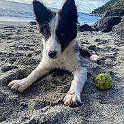 Girly a rejoint le concours — aidez-le/la à gagner de superbes lots ! dog, border_collie, puppy, sand, beach, ocean, waves, sky, clouds, tennis_ball, paw, ears, close_up, portrait, sandy_nose, rocks, coast, outdoors, playful, wet_sand