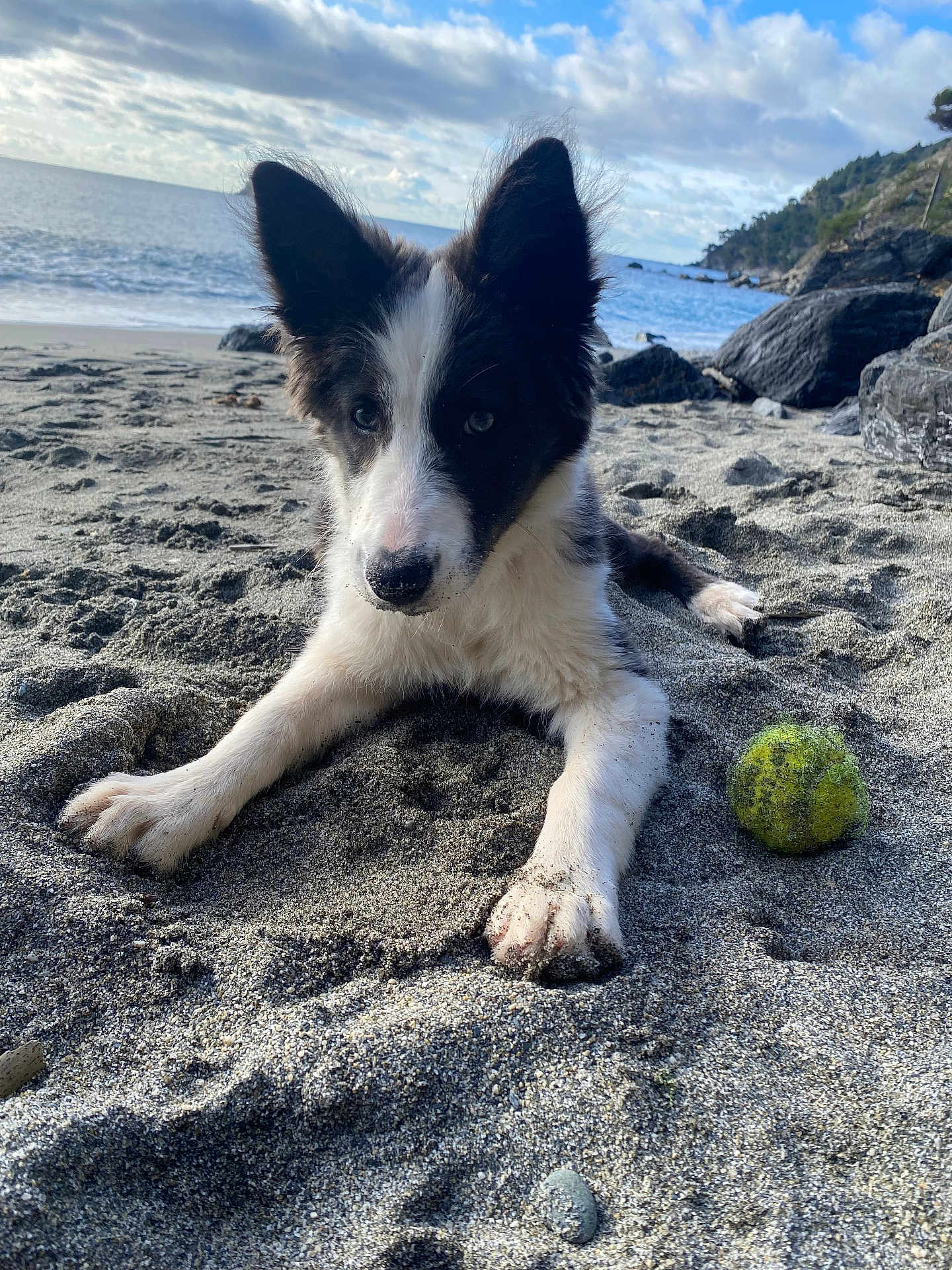 Girly a rejoint le concours — aidez-le/la à gagner de superbes lots ! dog, border_collie, puppy, sand, beach, ocean, waves, sky, clouds, tennis_ball, paw, ears, close_up, portrait, sandy_nose, rocks, coast, outdoors, playful, wet_sand
