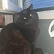 Minouch participe au concours pour gagner de l'argent avec cette photo : cat, black_cat, pet, feline, indoor, window, mesh_screen, sitting, fur, whiskers, animal, cute, domestic_animal, looking, face, ears, tail, close_up, portrait, flash