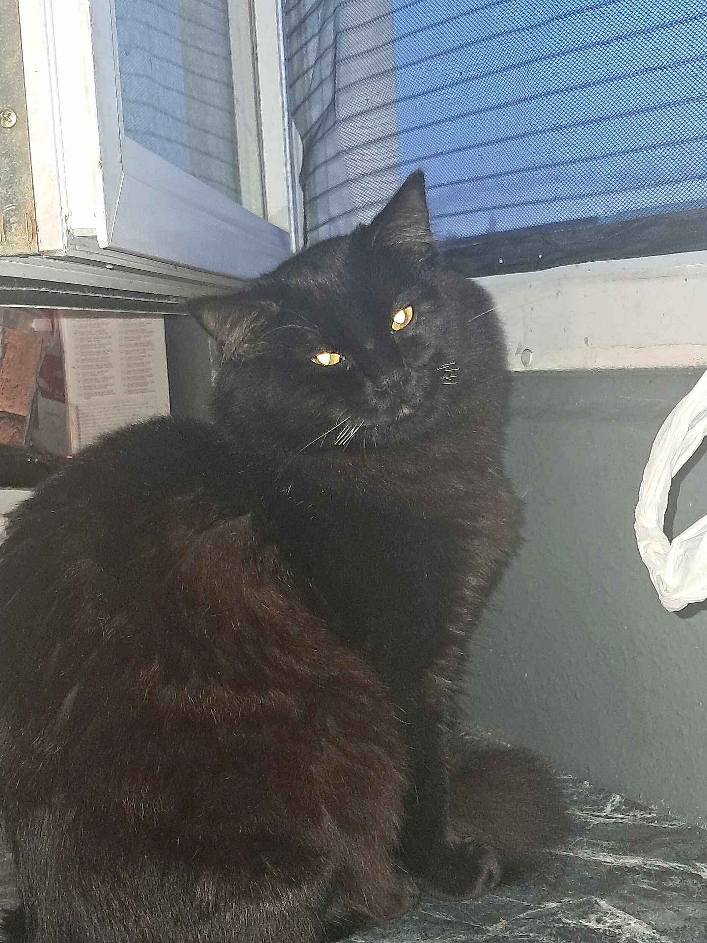 Minouch participe au concours pour gagner de l'argent avec cette photo : cat, black_cat, pet, feline, indoor, window, mesh_screen, sitting, fur, whiskers, animal, cute, domestic_animal, looking, face, ears, tail, close_up, portrait, flash