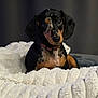 dog, dachshund, puppy, pet, animal, blanket, cozy, indoor, portrait, fur, cute, brown, black, small_dog, collar, resting, looking, fluffy, soft, domestic