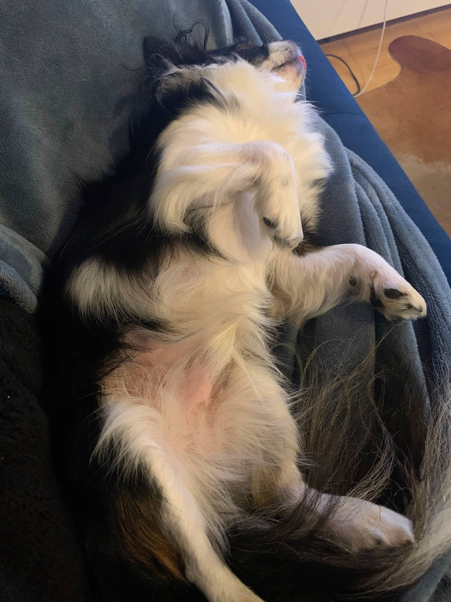 Little a rejoint le concours — aidez-le/la à gagner de superbes lots ! canidae, carnivore, companion_dog, dog, dog_breed, fur, sporting_group, tail