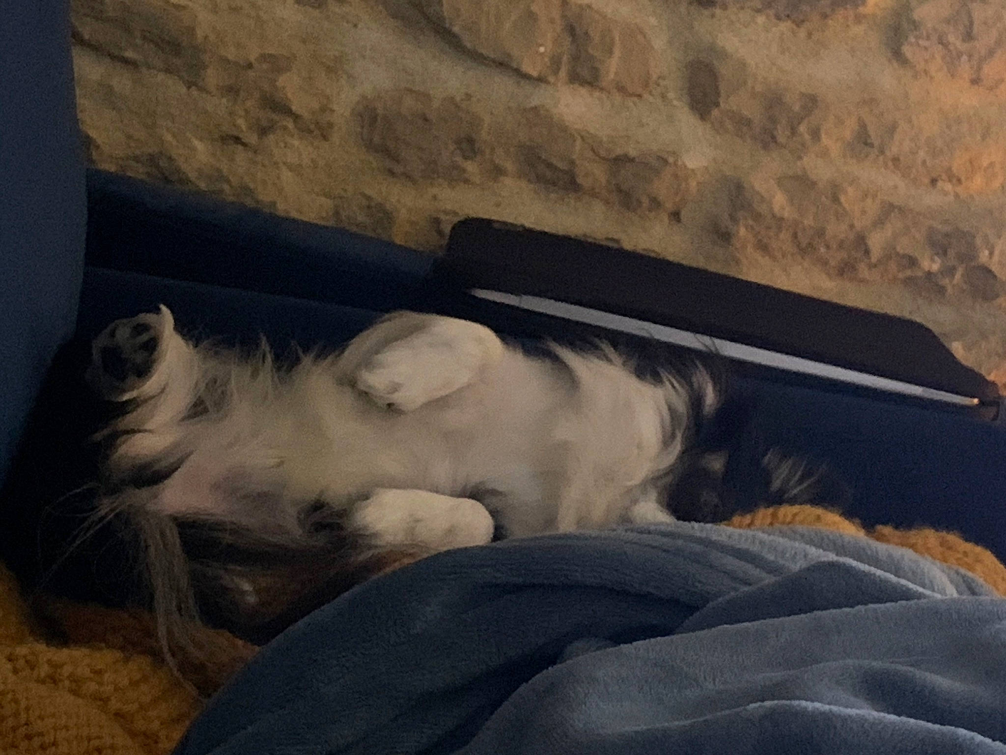 Little a rejoint le concours — aidez-le/la à gagner de superbes lots ! canidae, carnivore, cat, comfort, companion_dog, fur, nap, sky, sleep, whiskers