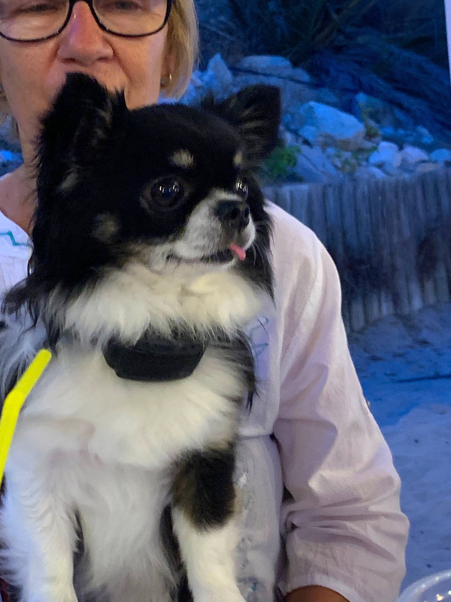 Little a rejoint le concours — aidez-le/la à gagner de superbes lots ! canidae, carnivore, companion_dog, dog, dog_breed, dog_clothes, mammal, papillon, puppy, rare_breed_dog, snout, sporting_group, toy_dog, vertebrate