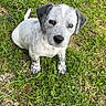 Balko participe au concours pour gagner de l'argent avec cette photo : puppy, dog, grass, outdoor, pet, animal, cute, sitting, white, black_spots, young, nature, ears, fur, canine, adorable, looking_up, greenery, ground, playful