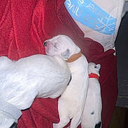 Balko participe au concours pour gagner de l'argent avec cette photo : puppies, newborn, sleeping, white_fur, blanket, red_blanket, cozy, snuggling, cute, animal, pet, indoor, resting, small, young, fur, collar, black_spots, white_pillow, soft