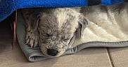 Balko a rejoint le concours — aidez-le/la à gagner de superbes lots ! puppy, dog, sleeping, blanket, cozy, indoor, tile_floor, resting, cute, small, fur, pet, animal, peaceful, relaxing, snug, home, comfort, laying, paw